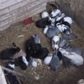 Technology for breeding and raising rabbits in a pit at home