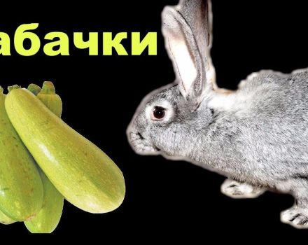 Is it possible and how to properly give zucchini to rabbits, contraindications and harm