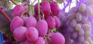 Descripción y características de la variedad de uva Anyuta, plantación y cuidados