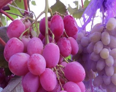 Description and characteristics of the grape variety Anyuta, planting and care