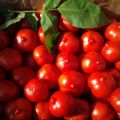 Caractéristiques et description de la variété de tomate Primadonna, son rendement