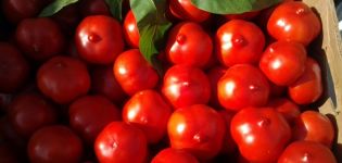 Characteristics and description of the Primadonna tomato variety, its yield