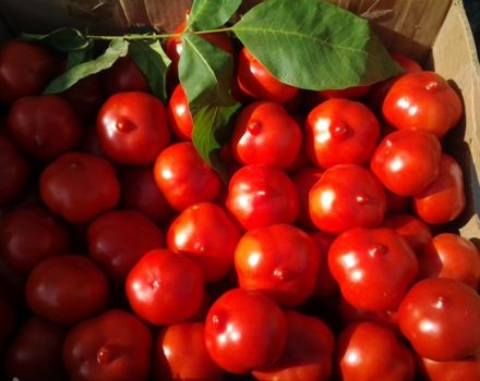 Caractéristiques et description de la variété de tomate Primadonna, son rendement