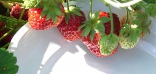 Penerangan dan kehalusan menanam strawberi dari pelbagai jenis Symphony