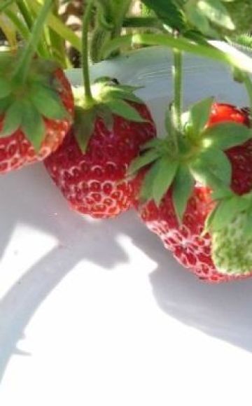 Penerangan dan kehalusan menanam strawberi dari pelbagai jenis Symphony