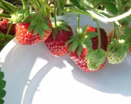 Penerangan dan kehalusan menanam strawberi dari pelbagai jenis Symphony