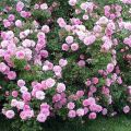 Features of planting perennial bush flowers in the garden, description of the best species