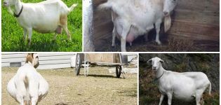 How many months does a pregnant goat walk, calendar and fertility table