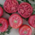 Characteristics and description of the pink bush f1 tomato variety, its yield