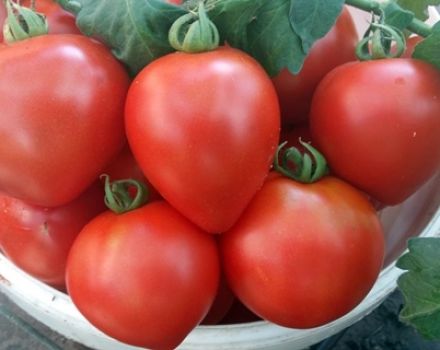 Ciri-ciri dan penerangan mengenai varieti tomato dari pohon pertanian Siberian Garden Strawberry tree