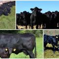 Description and characteristics of Aberdeen Angus cattle, breeding and care