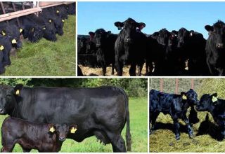 Description and characteristics of Aberdeen Angus cattle, breeding and care