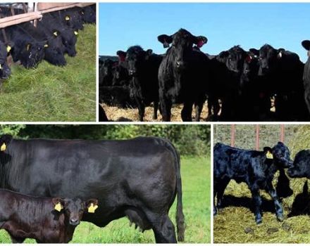 Description and characteristics of Aberdeen Angus cattle, breeding and care