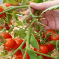 Description de la variété de tomate à maturation précoce Leningradsky, ses caractéristiques et son rendement