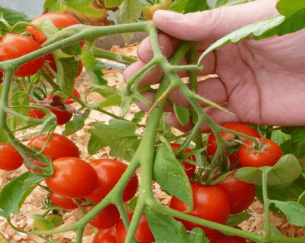 Descripción de la variedad de tomate de maduración temprana Leningradsky, sus características y rendimiento.