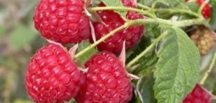 Penerangan dan ciri-ciri varieti raspberry Solnyshko, penanaman, penanaman dan penjagaan