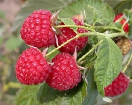 Penerangan dan ciri-ciri varieti raspberry Solnyshko, penanaman, penanaman dan penjagaan