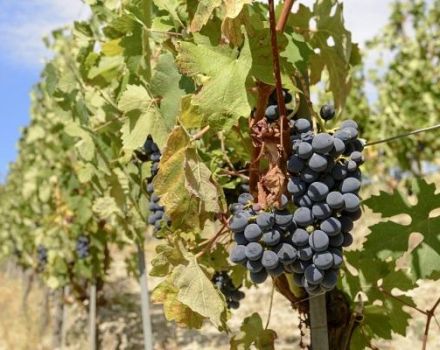 Descripción de las uvas Mukuzani, reglas de plantación y cuidado.