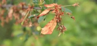 Causes de la moniliose des cerises et comment guérir une brûlure avec des médicaments et des remèdes populaires