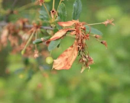 Causes de la moniliose des cerises et comment guérir une brûlure avec des médicaments et des remèdes populaires