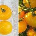 Description de la variété de tomate Miel ambré et ses caractéristiques