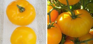 Description of the tomato variety Amber honey and its characteristics