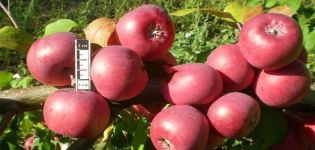 Characteristics and description of Bayan apple trees, growing regions and gardeners' reviews