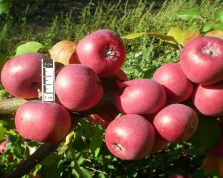 Caractéristiques et description des pommiers Bayan, régions de culture et avis des jardiniers