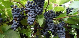 Description and characteristics of the Marquette grape variety, history and features of cultivation