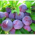 Description of the Eurasia plum variety, cultivation and care, pollinators