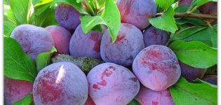 Paglalarawan ng iba't ibang Eurasia plum, paglilinang at pangangalaga, mga pollinator