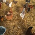 Types of bedding on the floor for a chicken coop and how to do it yourself for the winter