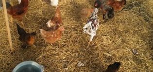 Types of bedding on the floor for a chicken coop and how to do it yourself for the winter