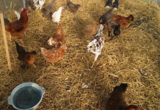 Types of bedding on the floor for a chicken coop and how to do it yourself for the winter