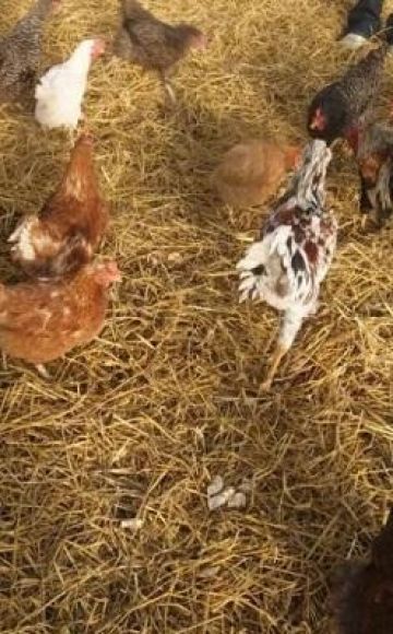 Types of bedding on the floor for a chicken coop and how to do it yourself for the winter