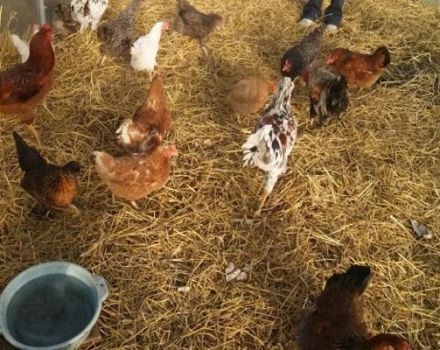 Jenis-jenis tempat tidur di lantai untuk kandang ayam dan cara melakukannya sendiri pada musim sejuk