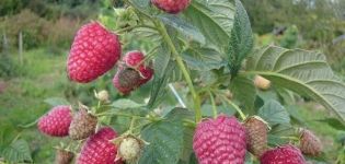 Description and characteristics of the Gusar raspberry variety, yield, cultivation and care