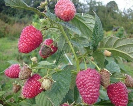 Descripción y características de la variedad de frambuesa Gusar, rendimiento, cultivo y cuidados.