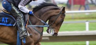 Les meilleures races de chevaux de sport pour le saut d'obstacles et les fonctions d'entretien