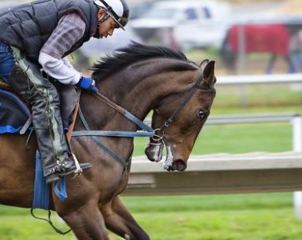 The best breeds of sport horses for show jumping and maintenance features