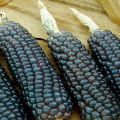 The benefits and harms of black corn, its properties and the preparation of medicinal decoctions