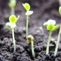 Pourquoi le chou est retiré dans le jardin et ce qui doit être fait