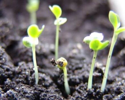 Why cabbage is pulled out in the garden and what needs to be done