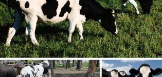 Signs of the breed and characteristics of Kholmogory cows, pros and cons