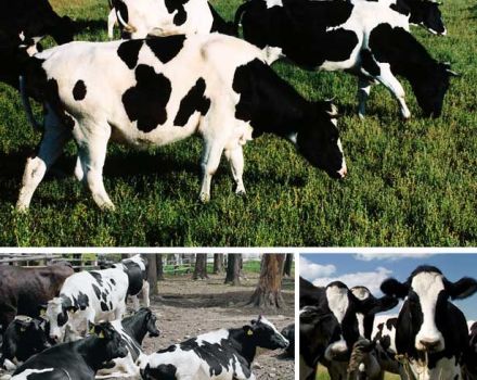 Signs of the breed and characteristics of Kholmogory cows, pros and cons