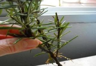 How to propagate and grow rosemary cuttings at home