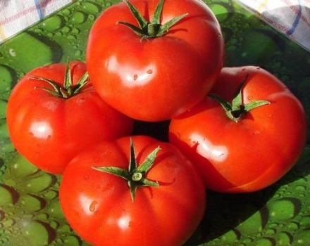 Penerangan mengenai varieti tomato Druzhok dan ciri-cirinya