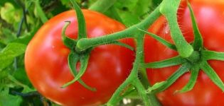 Description de la variété de tomate Cornet et de ses caractéristiques