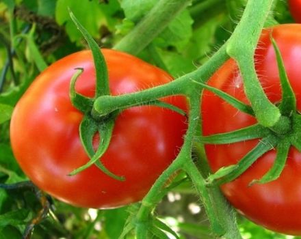 Description of the variety of tomato Cornet and its characteristics