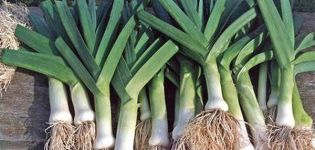 When should you store leeks from your garden?